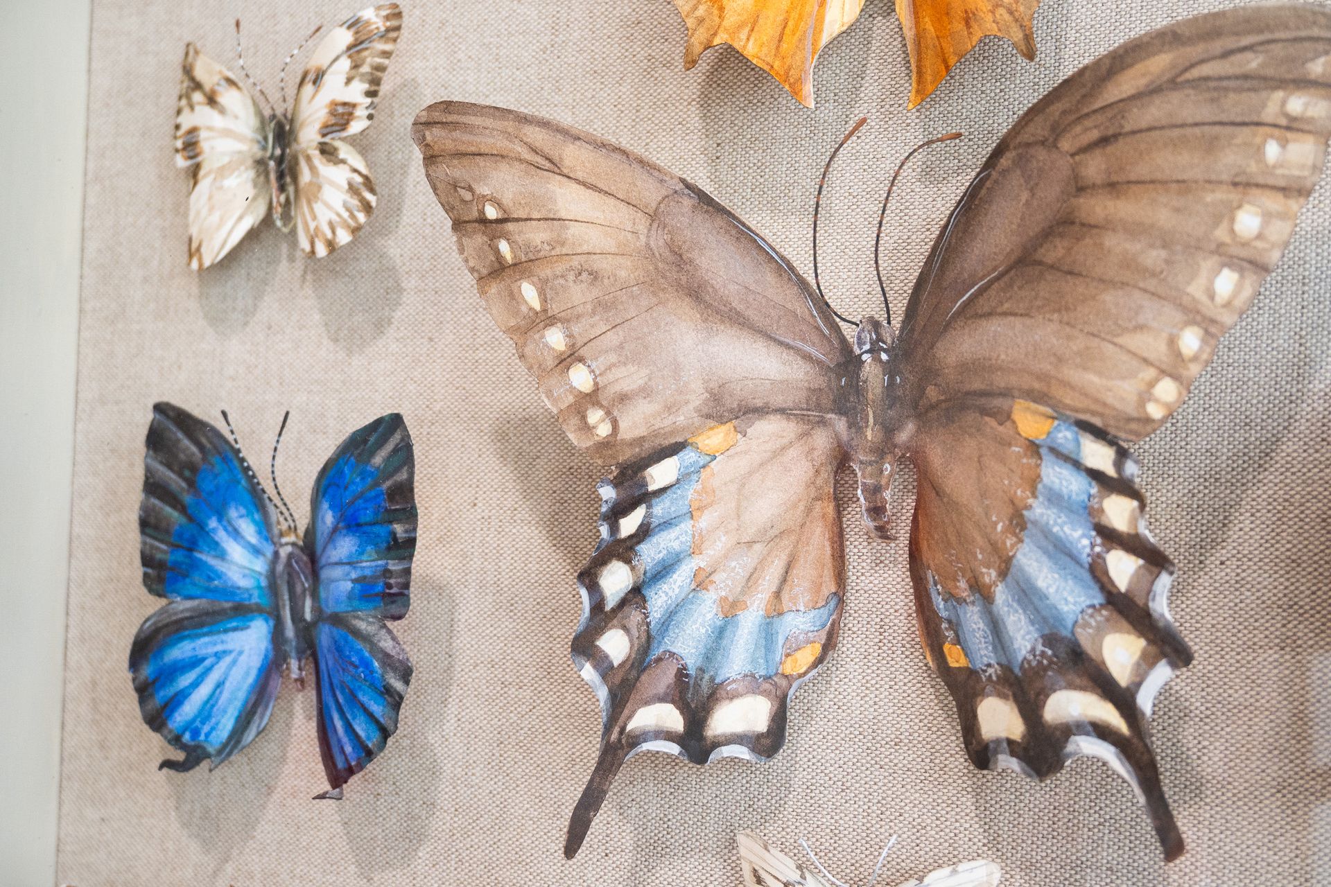Spicebush Swallowtail