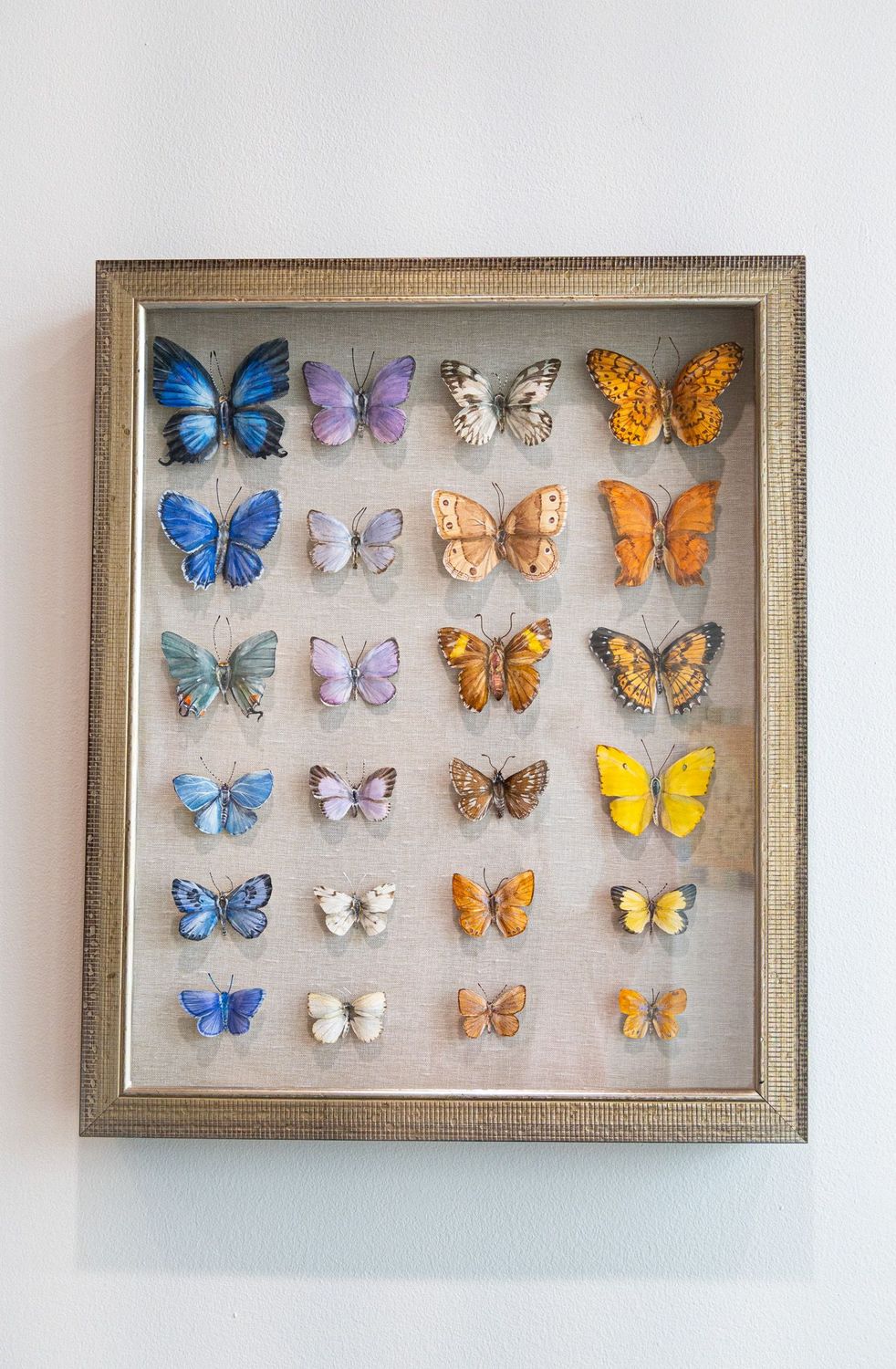 Multi Color Butterflies