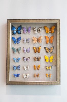 Multi Color Butterflies