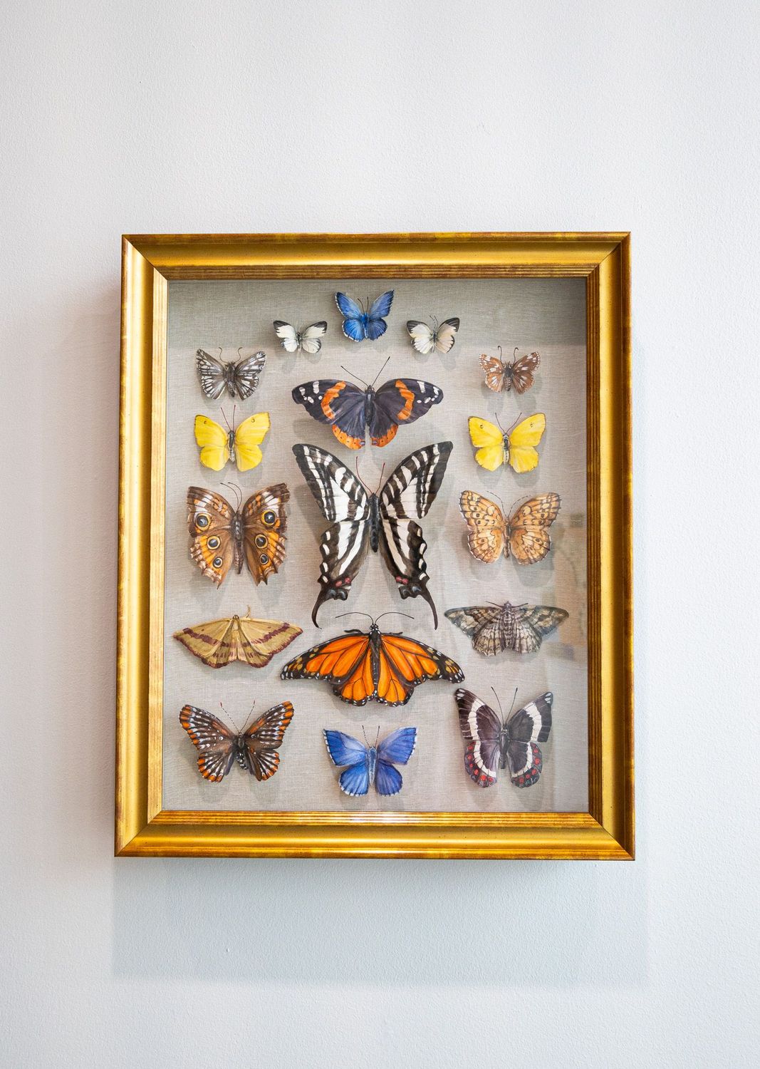 Zebra Swallowtail