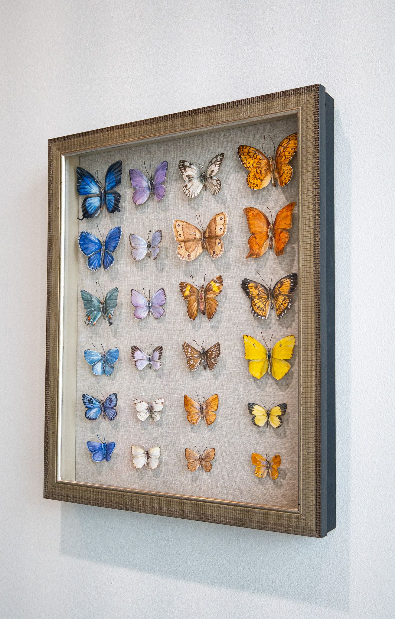 Multi Color Butterflies