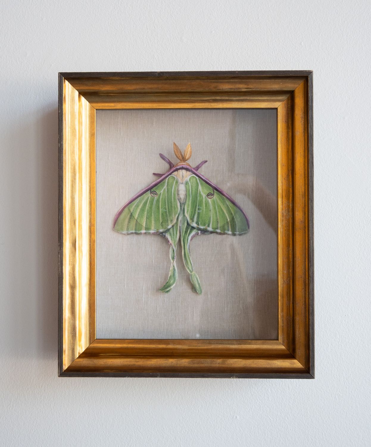 Lunar Moth