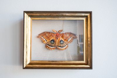 Polyphemus Moth