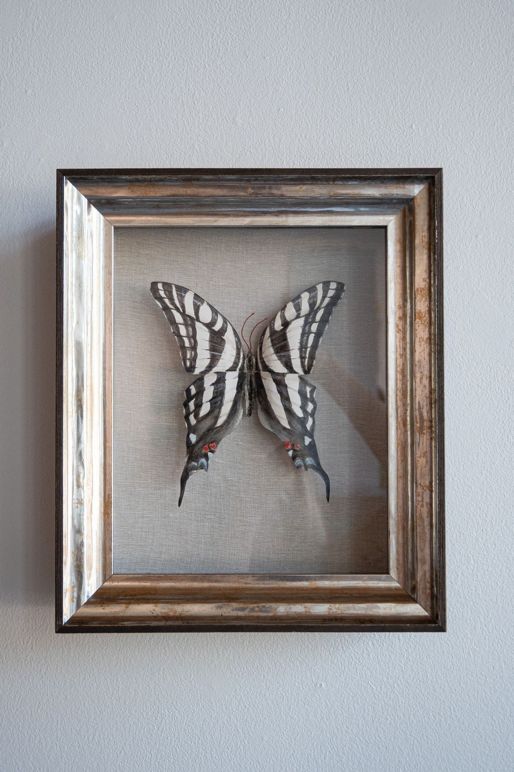 Zebra Swallowtail