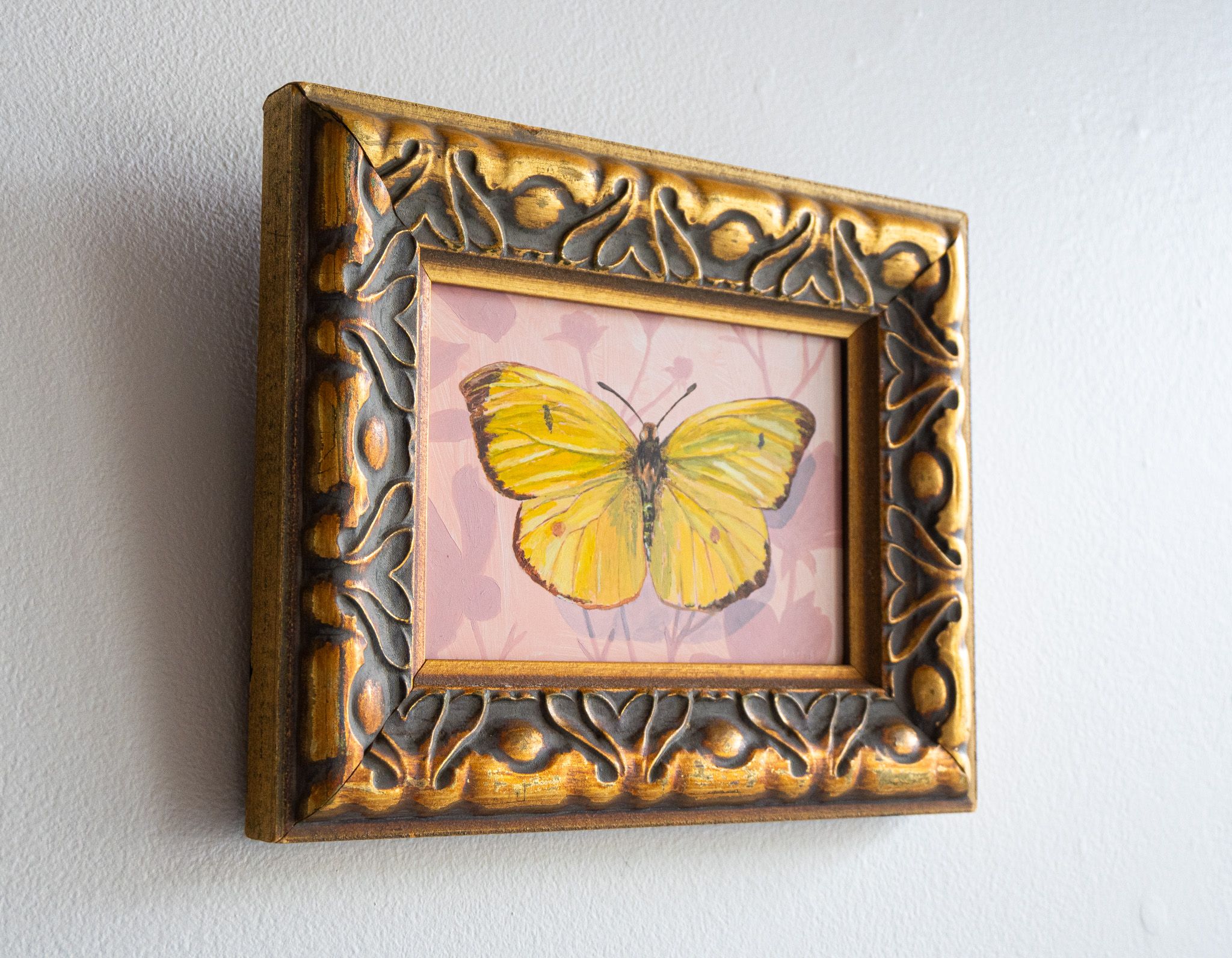 Colias on Pink