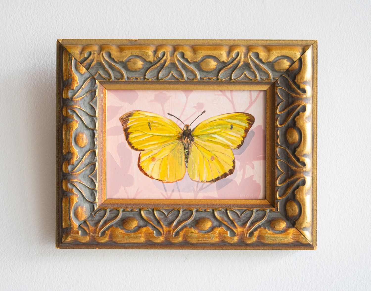 Colias on Pink