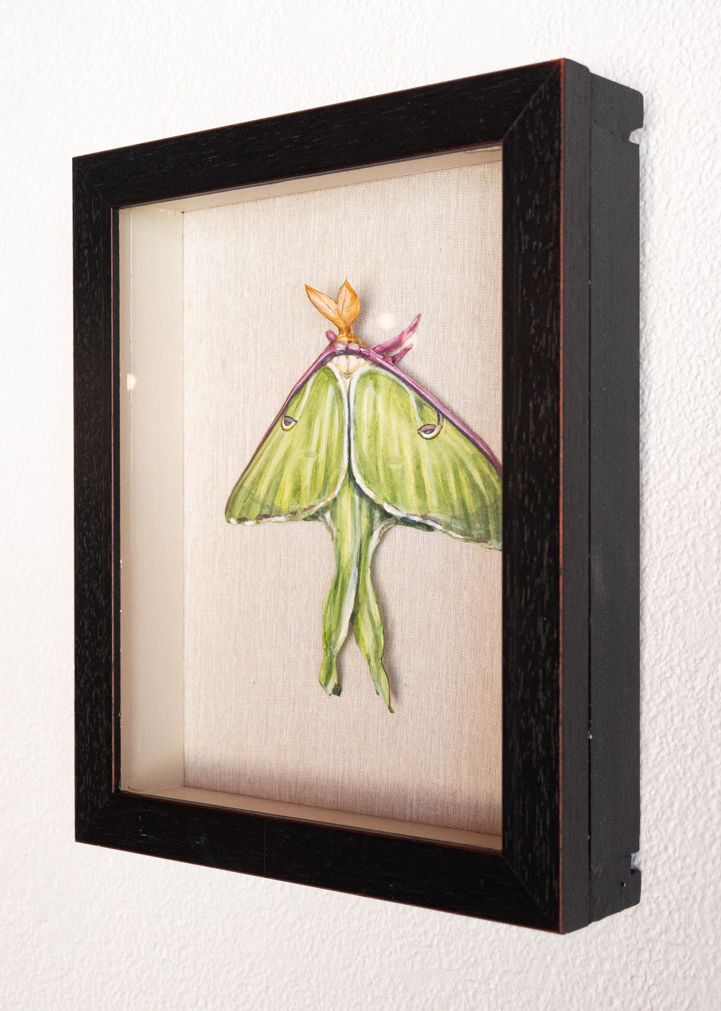 Luna Moth