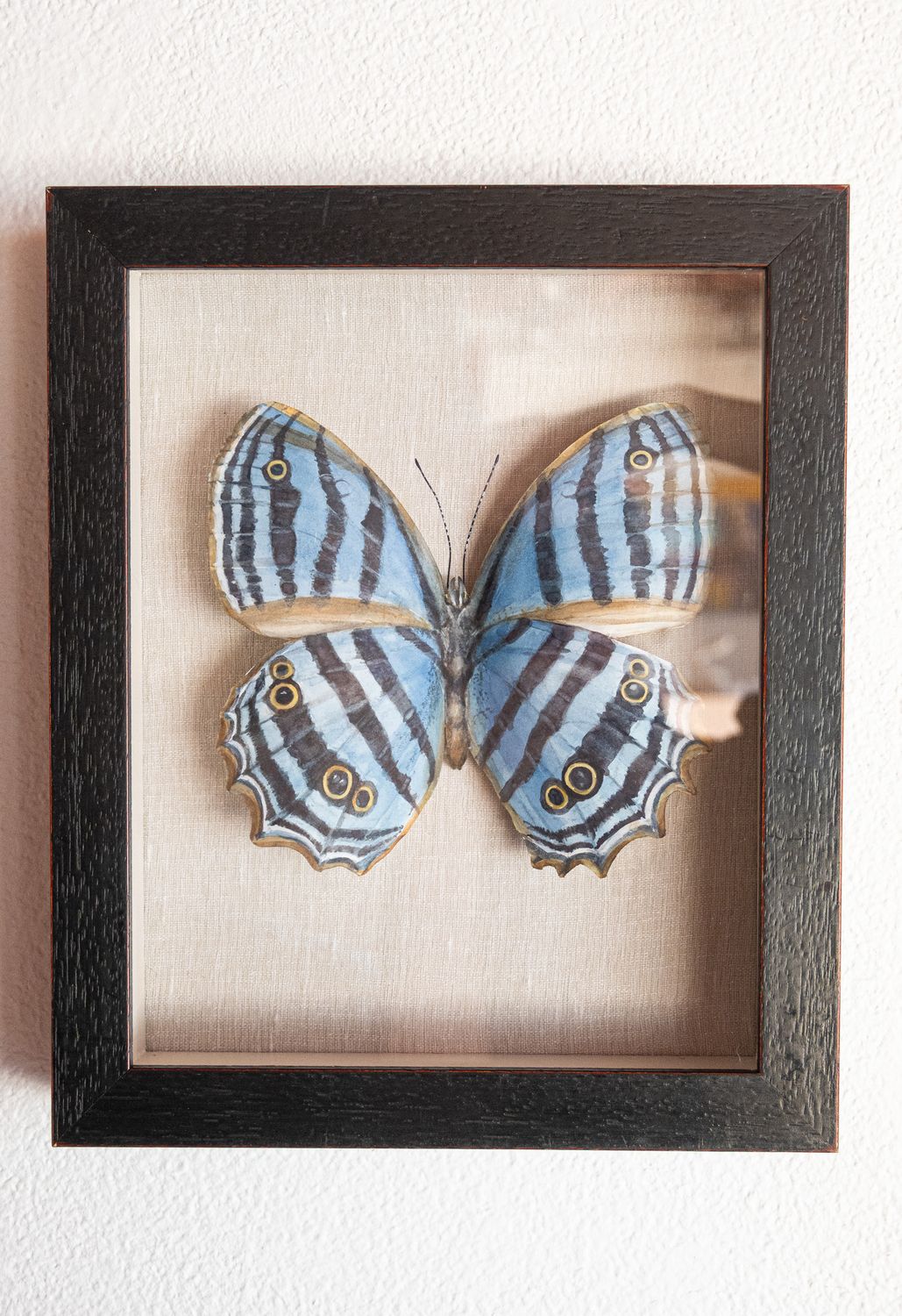 Blue Butterfly Blue Butterfly