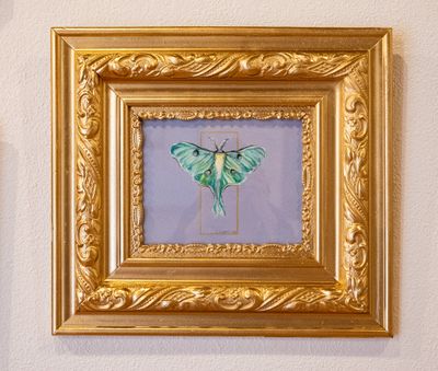 Lunar Moth Lunar Moth