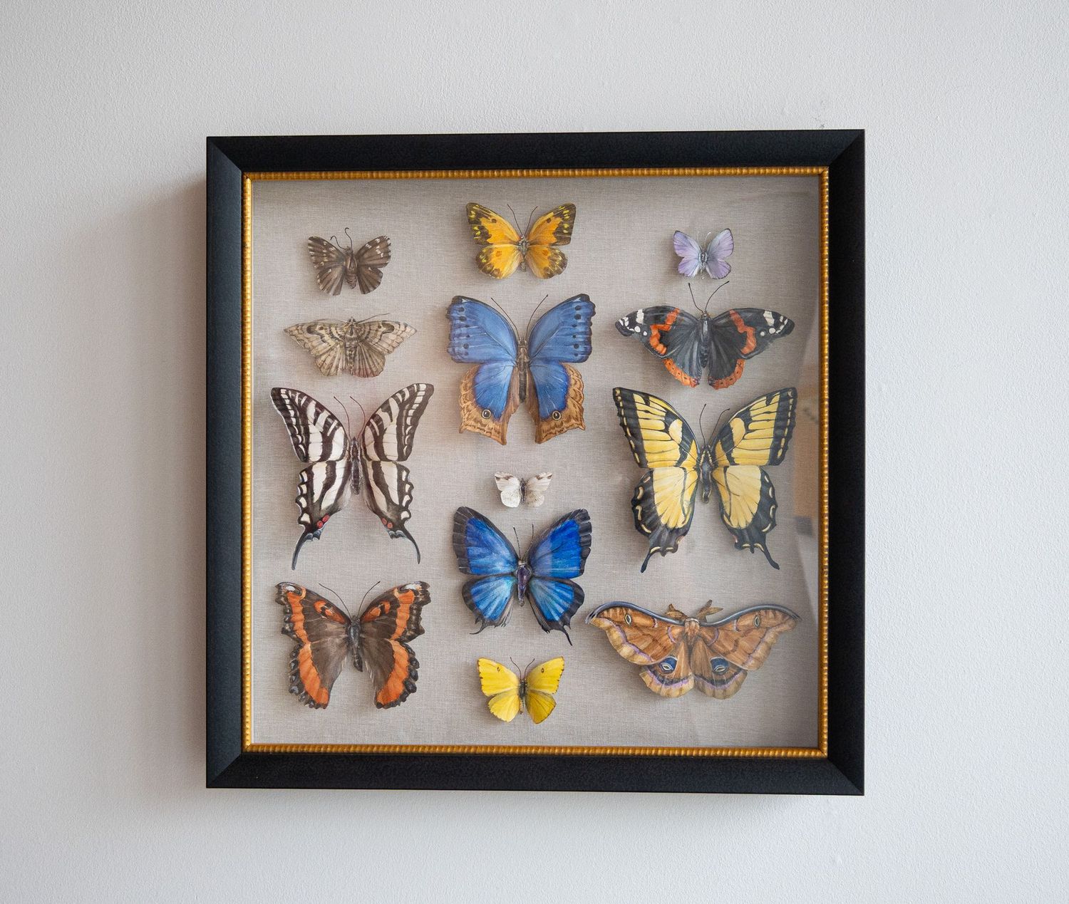 Two Swallowtails
