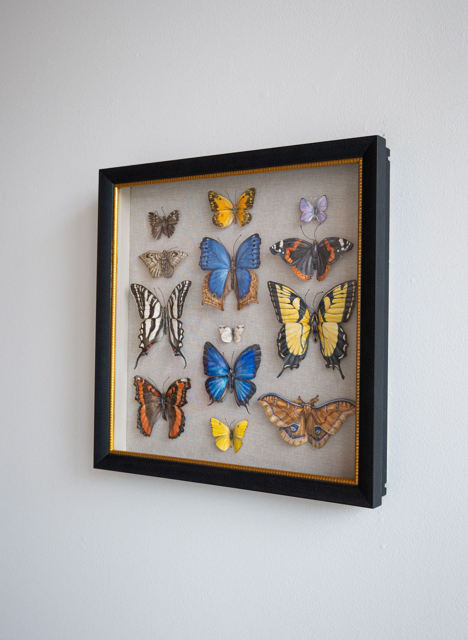 Two Swallowtails