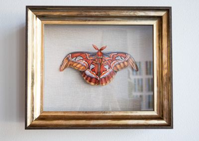Silk Moth Silk Moth