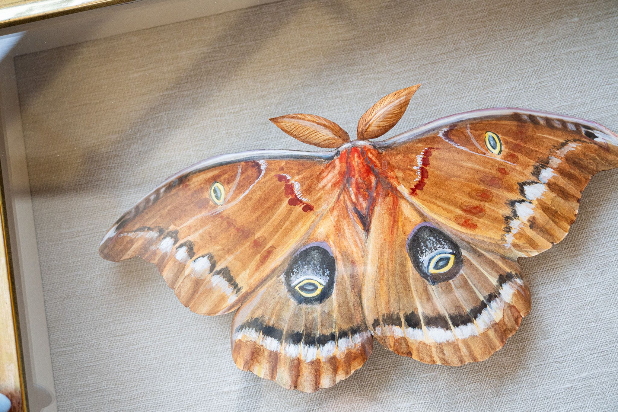 Polyphemus Moth