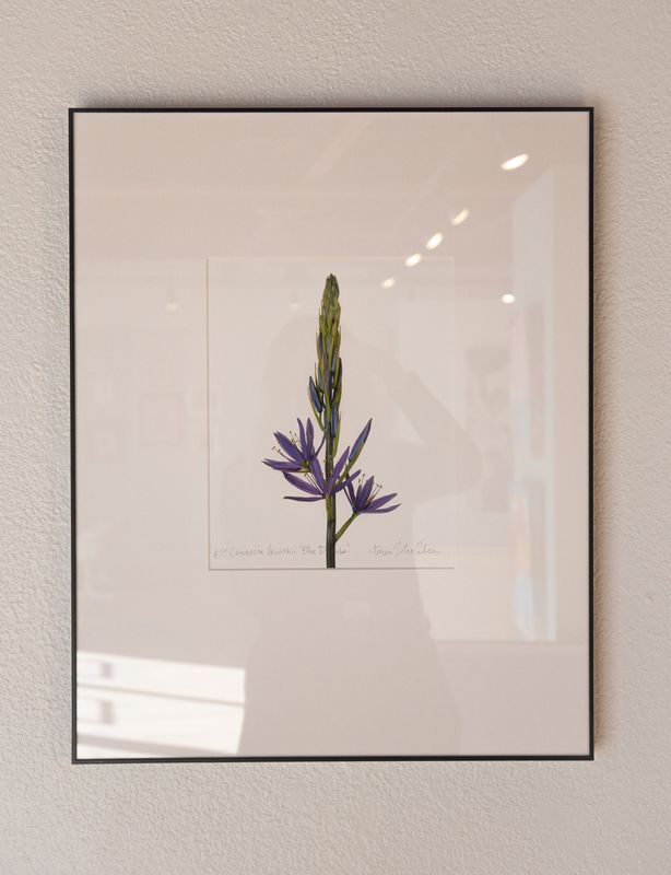 Camassia Leichthii Blue Donau