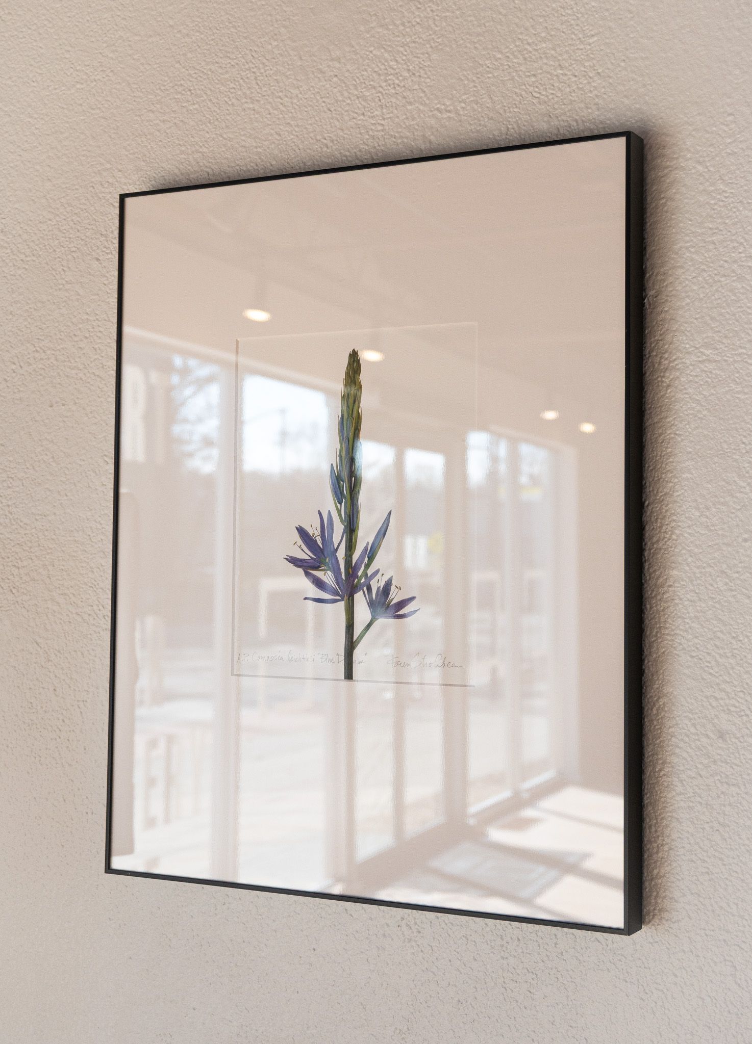 Camassia Leichthii Blue Donau