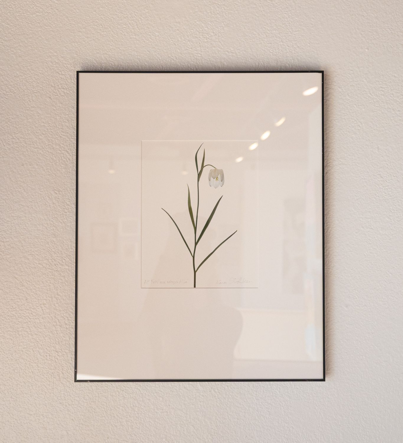 Fritillaria Meleagris Alba Fritillaria Meleagris Alba