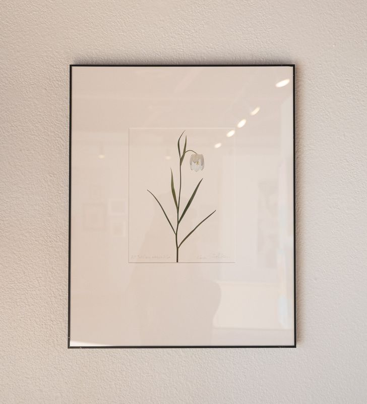 Fritillaria Meleagris Alba