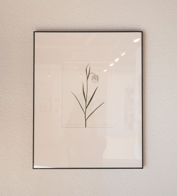 Fritillaria Meleagris Alba Fritillaria Meleagris Alba