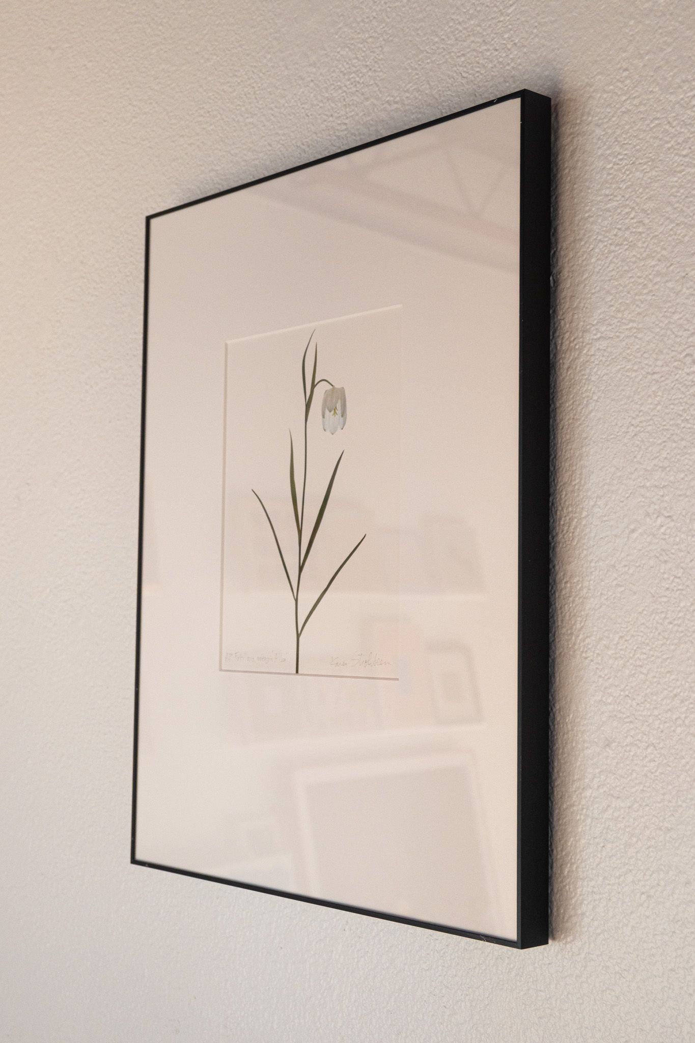 Fritillaria Meleagris Alba