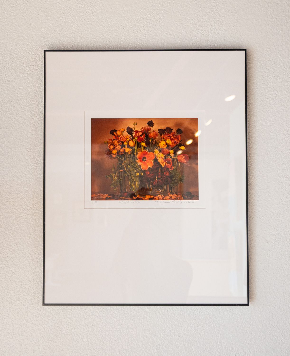 Night Tulip Night Tulip