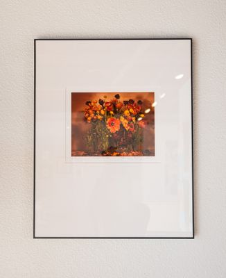 Night Tulip Night Tulip