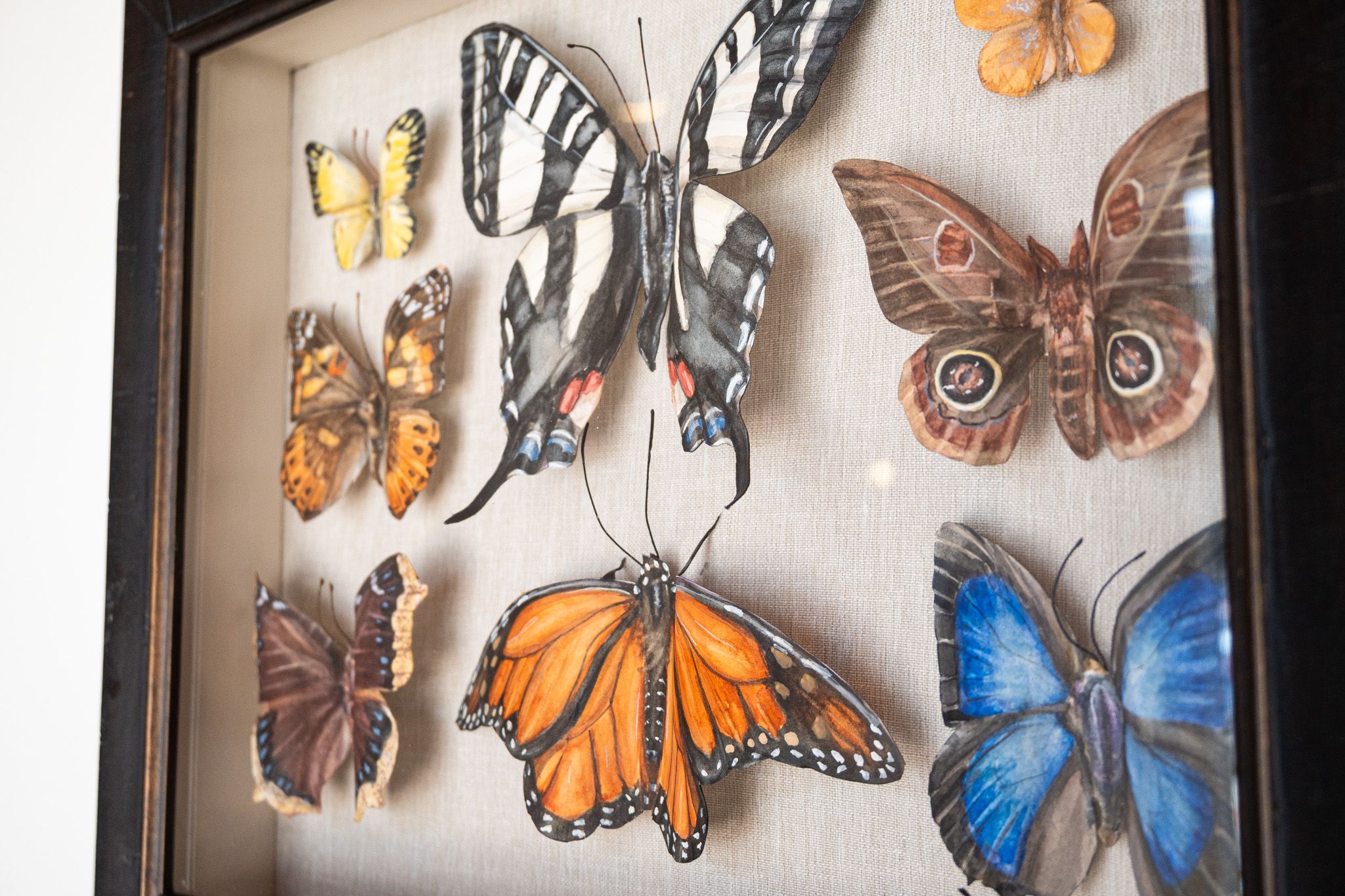 Zebra Swallowtail specimen box