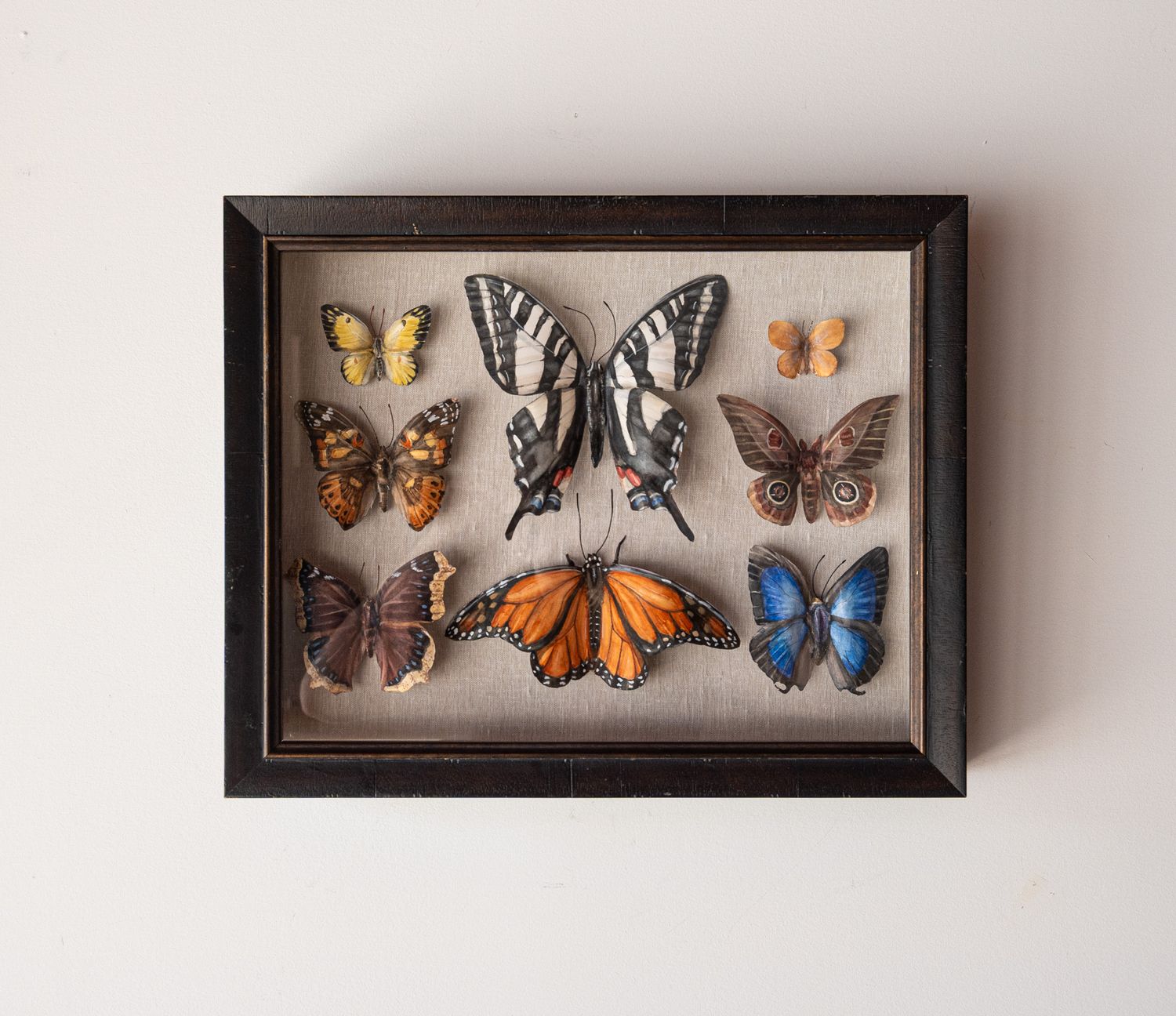 Zebra Swallowtail specimen box