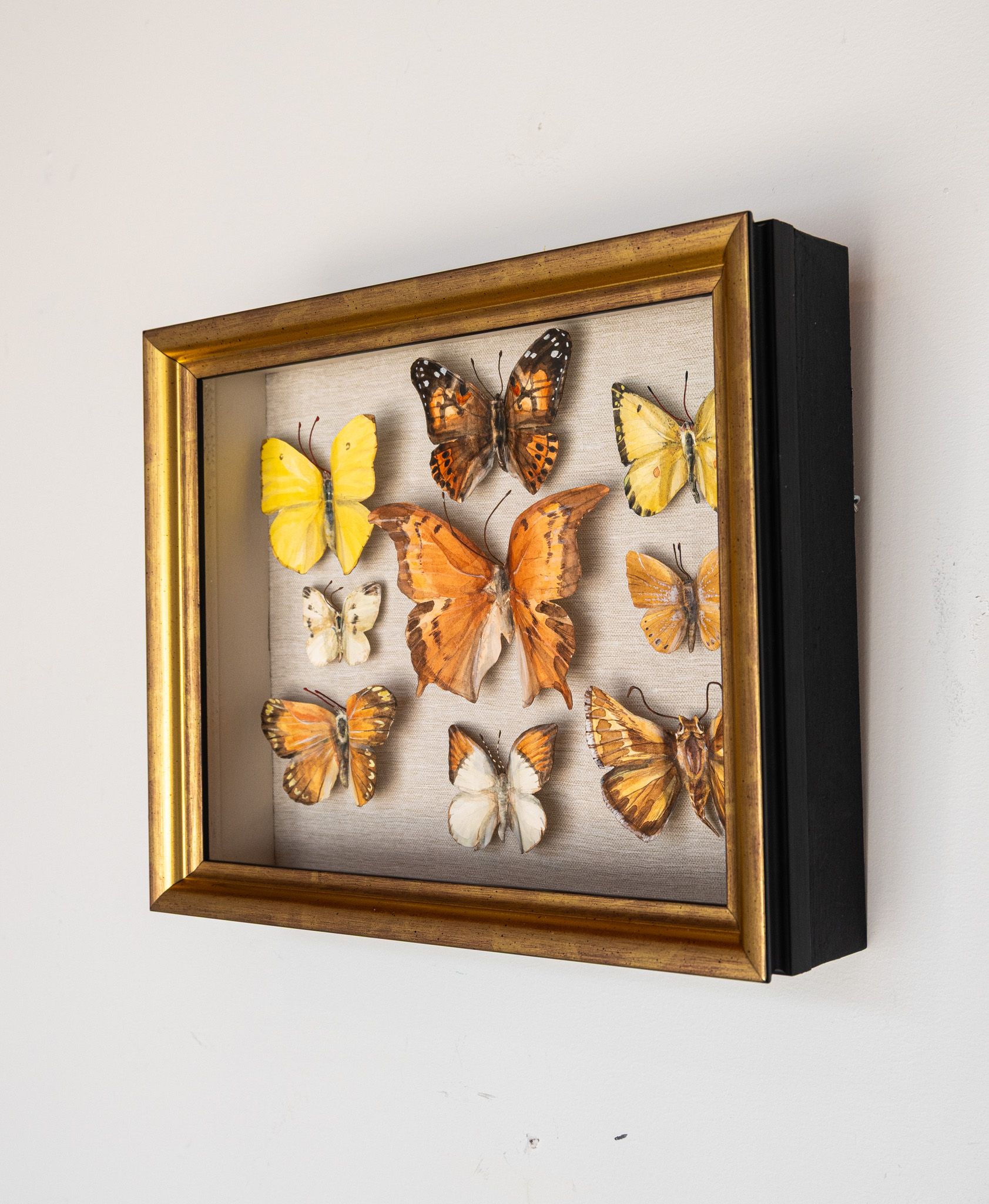 Specimen box - warms