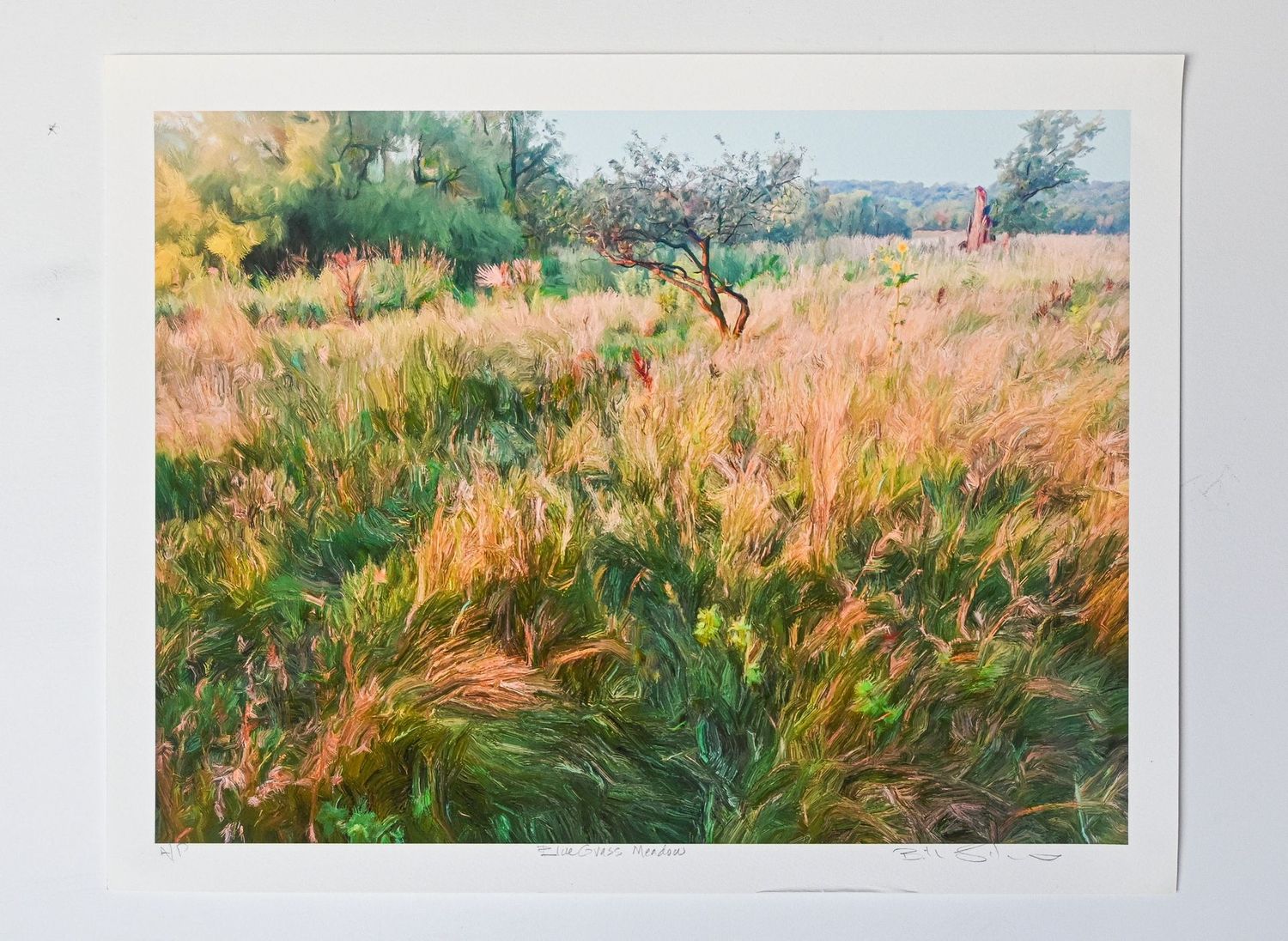 Blue Grass Meadow Blue Grass Meadow