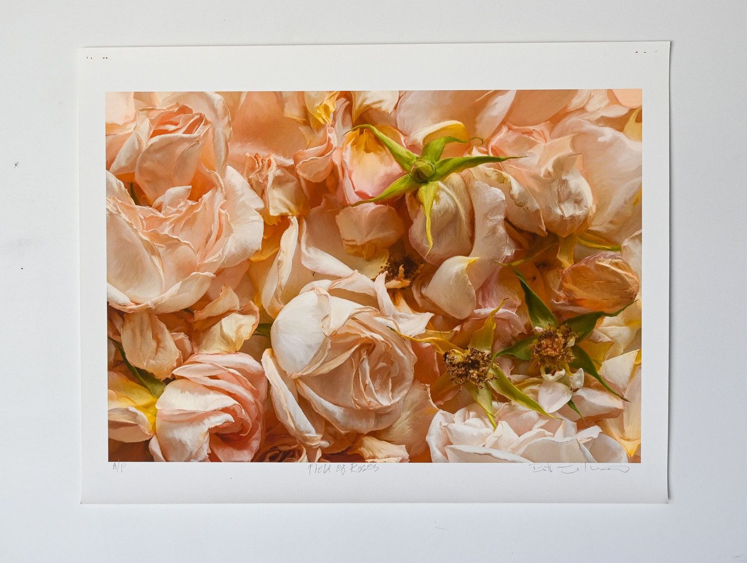 Field of Roses