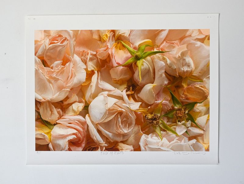 Field of Roses