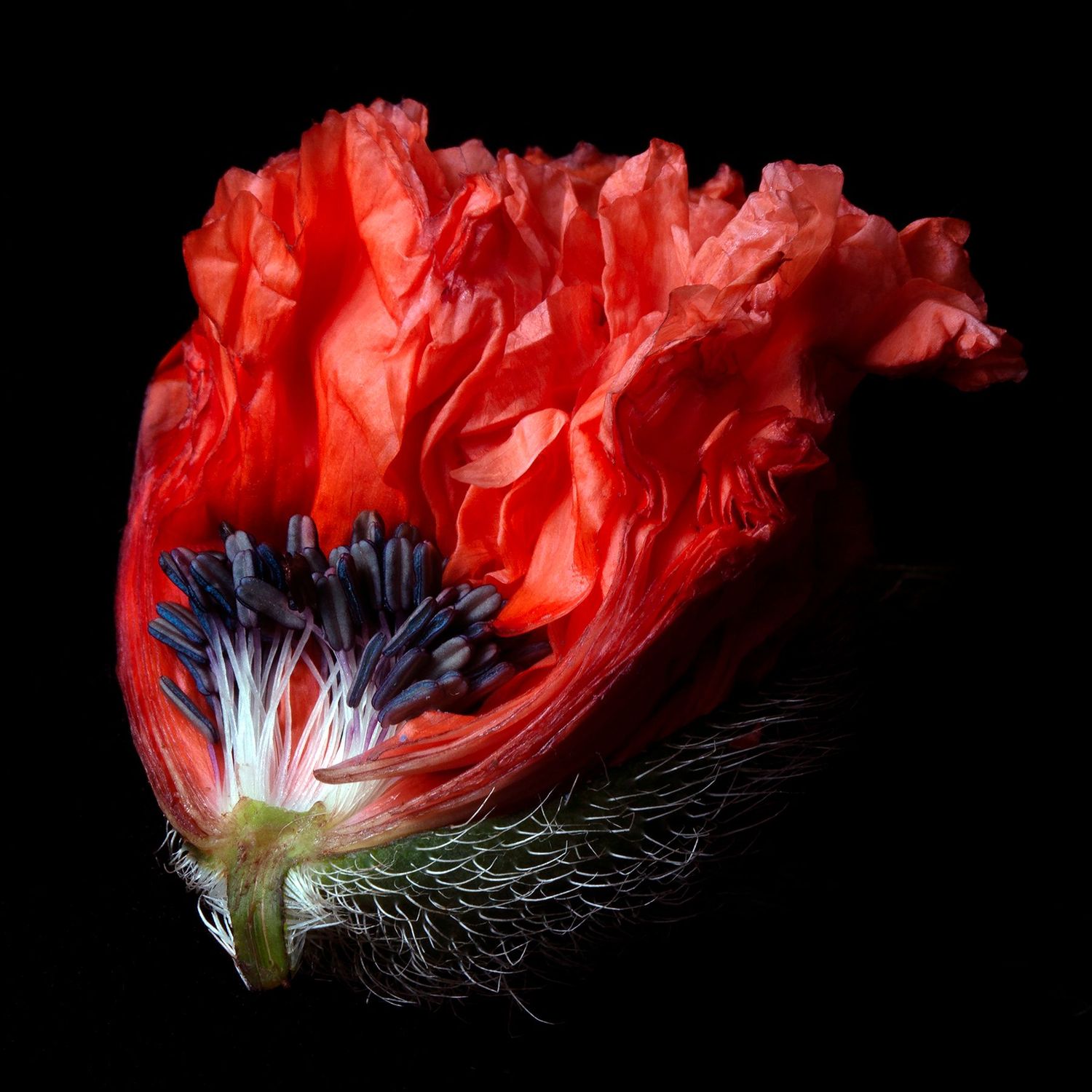 Poppy 1019