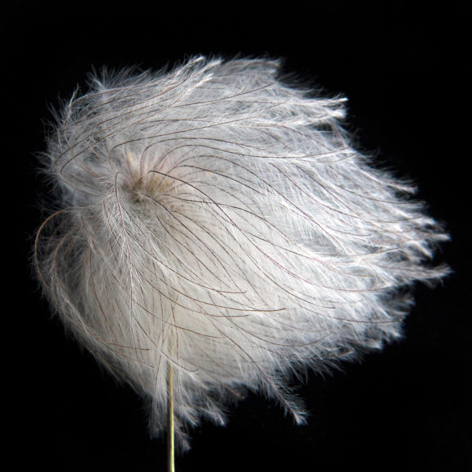 Clematis