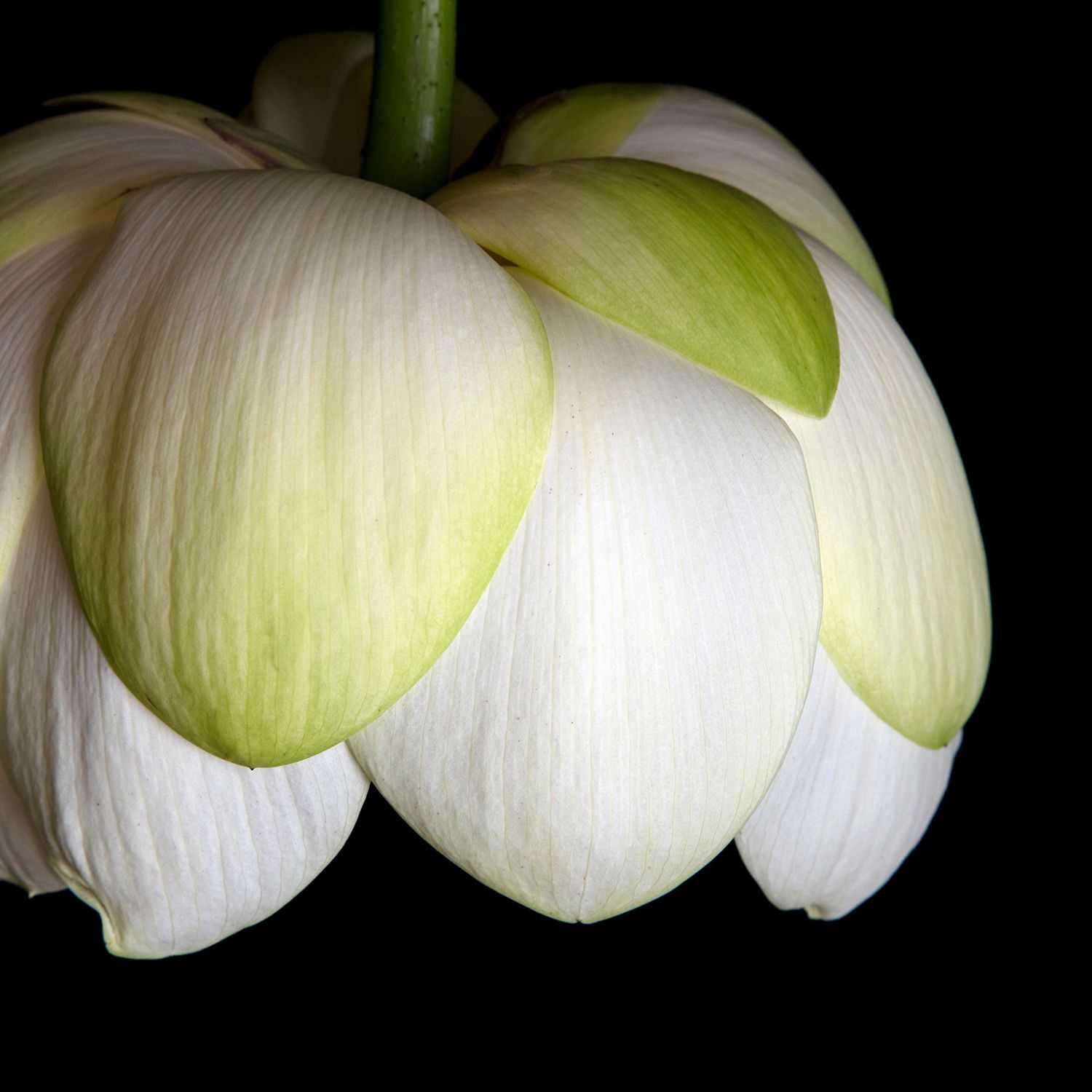 American Lotus (Nelumbo Lutea) 9991