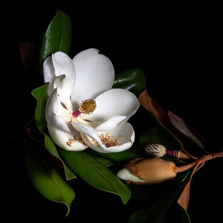 Magnolia