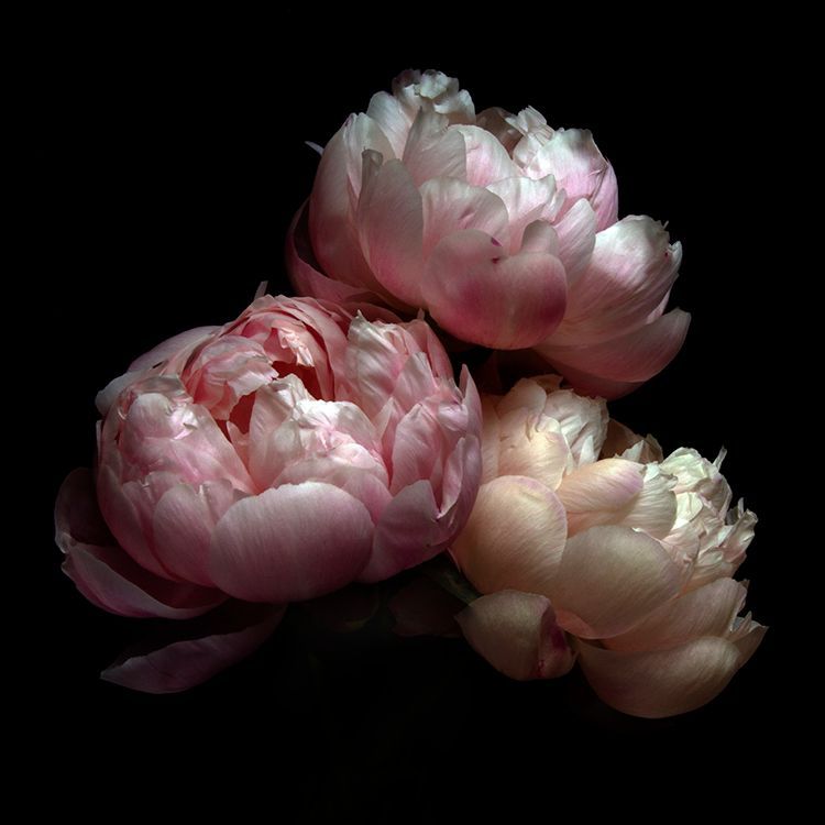 Peonies 7