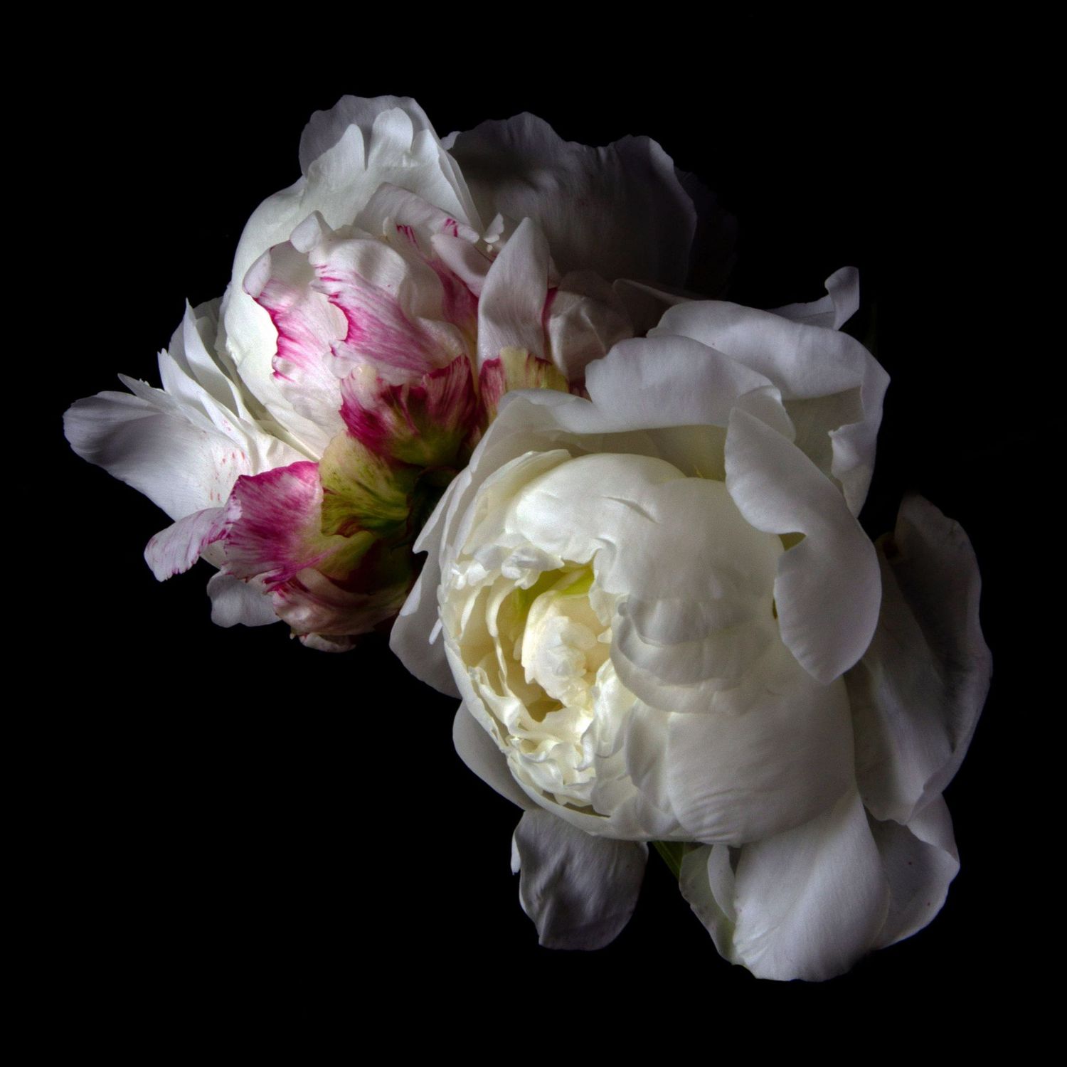 Peonies 64