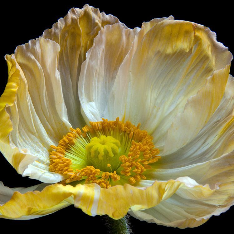 Poppy 88