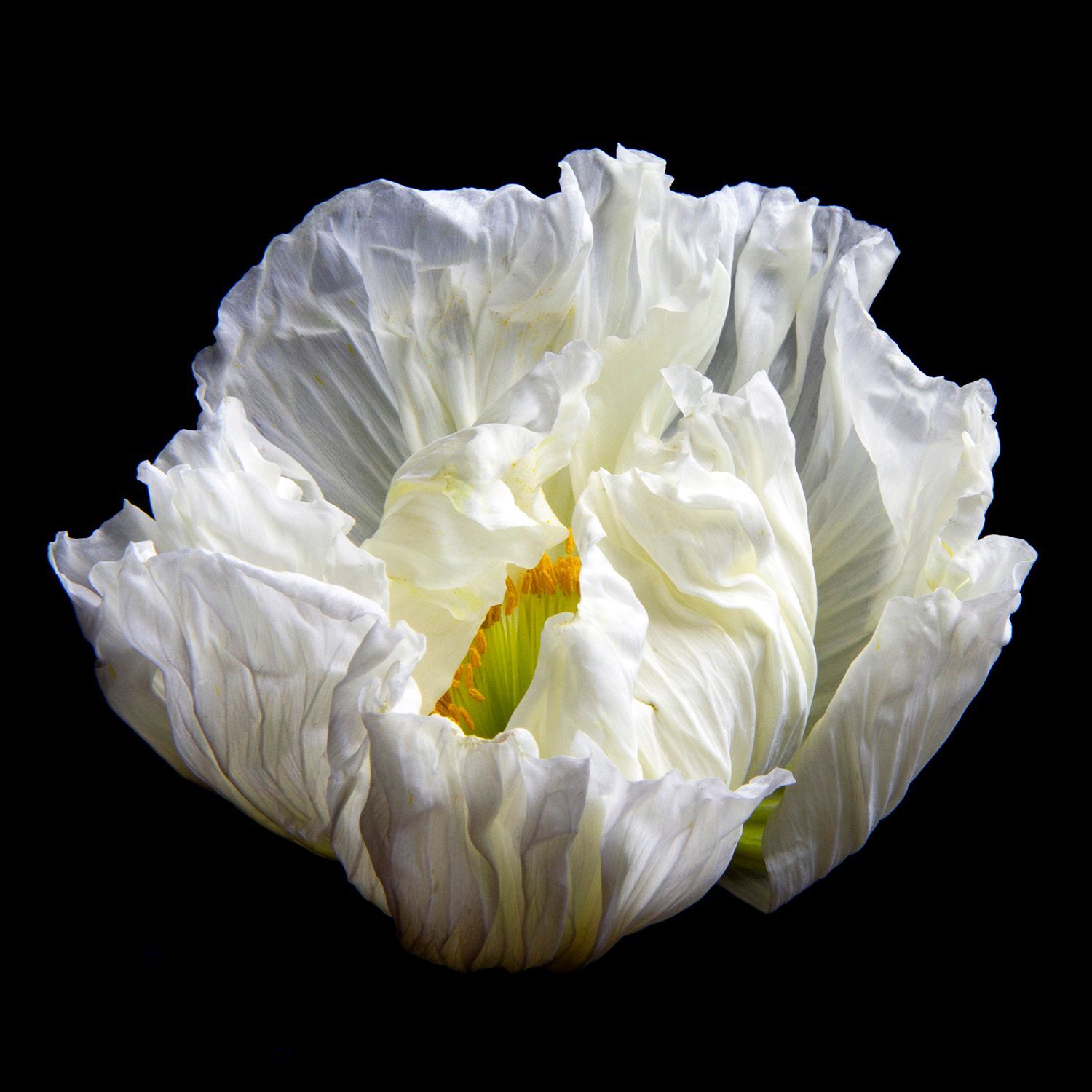 Poppy 150