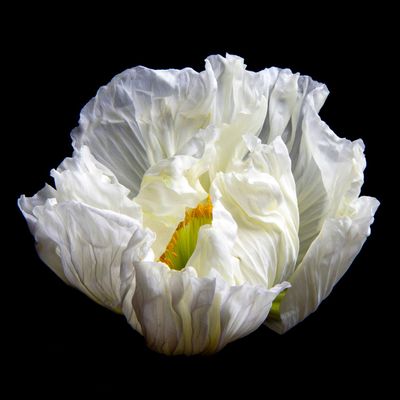 Poppy 150 Poppy 150