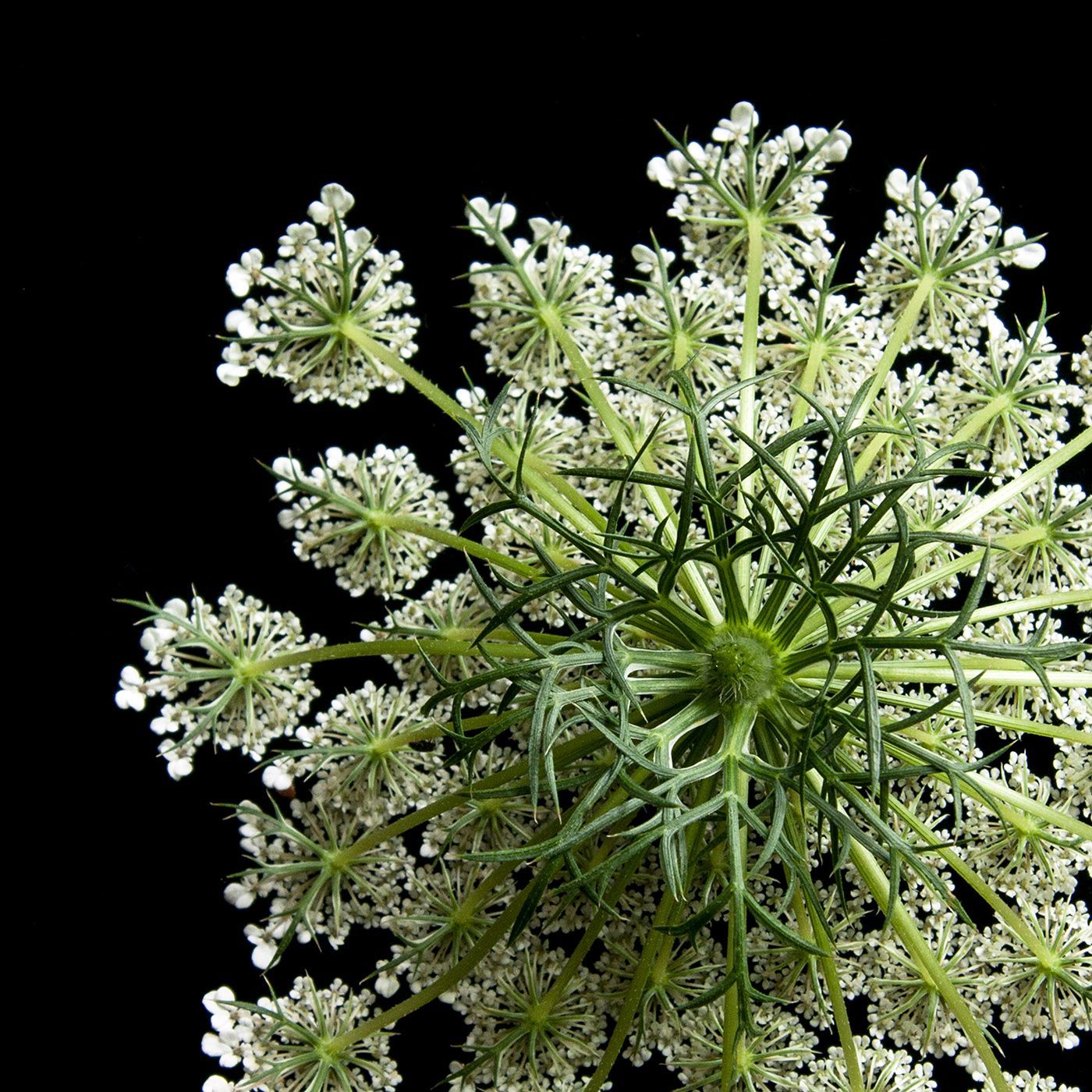 Queen Annes Lace