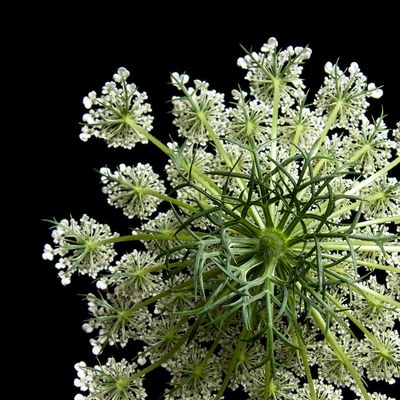 Queen Annes Lace Queen Annes Lace