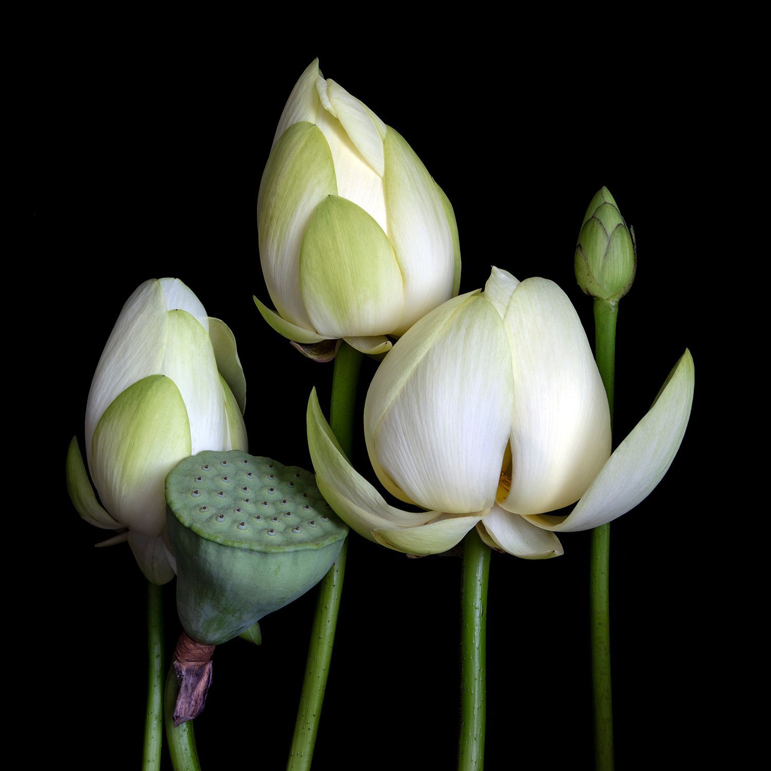 American Lotus (Nelumbo Lutea) 9947