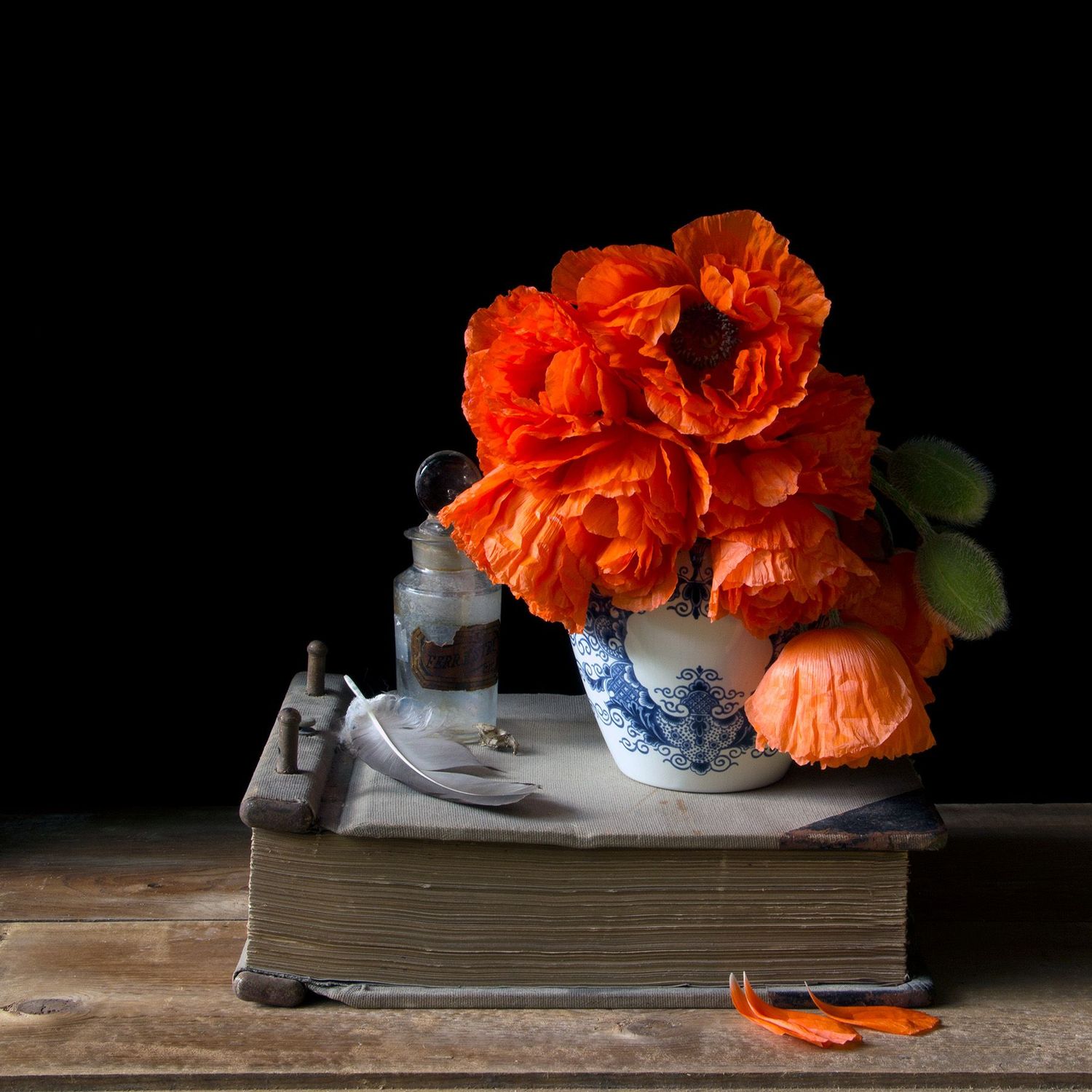 Vanitas with Poppies and Feather