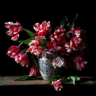 Vanitas with Estella Rijnveld Tulips 0011 Vanitas with Estella Rijnveld Tulips 0011