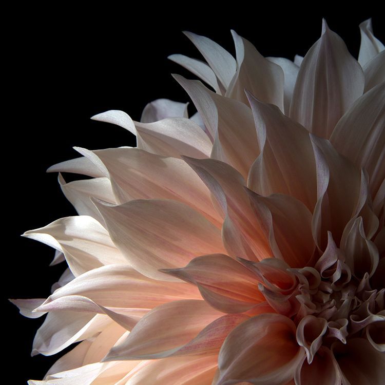 Dahlia 009