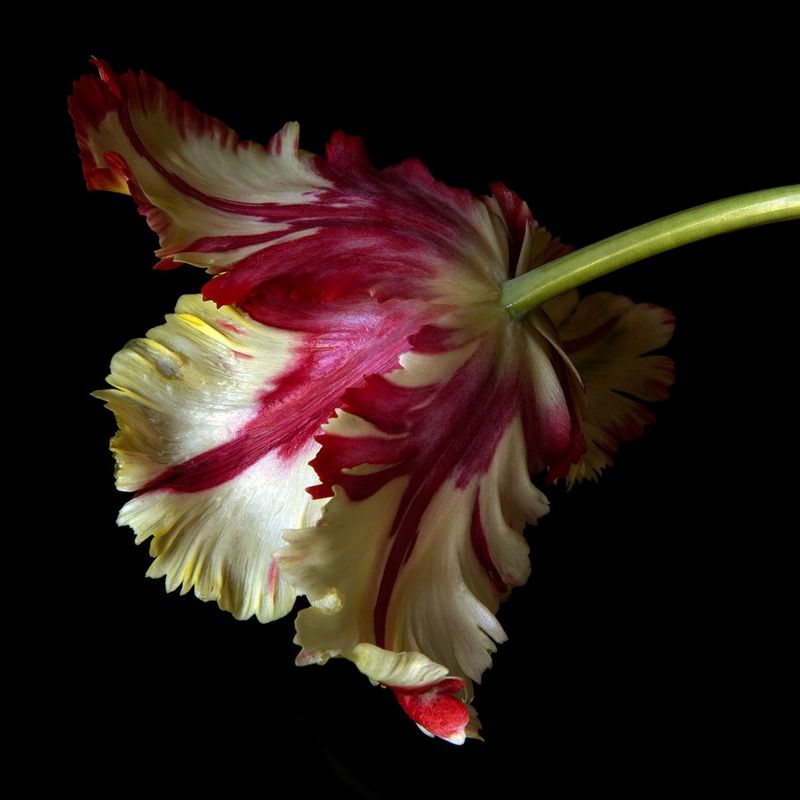 Tulip 7825