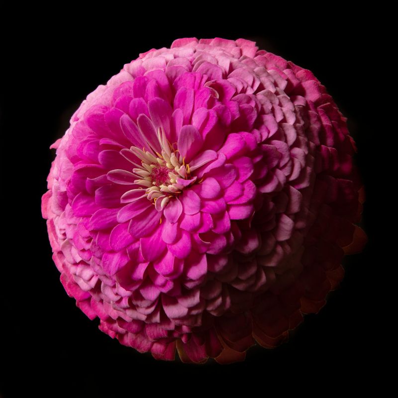 Zinnia