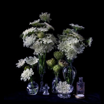 Vanitas with Queen Annes Lace 9932 Vanitas with Queen Annes Lace 9932
