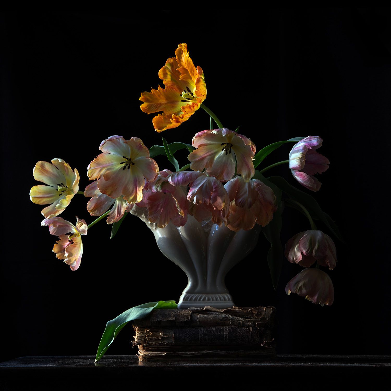 Vanitas with King Parrot Tulips 7709